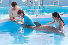 Dolphin Tale