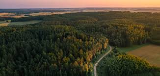 Image result for лес,