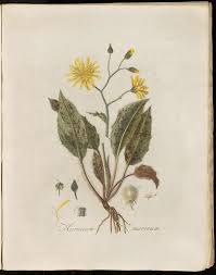 Attēlu rezultāti vaicājumam “Hieracium murorum flower”