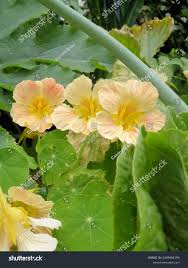 Image result for Tropaeolum minus
