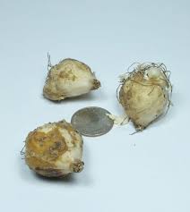 Attēlu rezultāti vaicājumam “Muscari armeniacum”