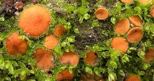 Attēlu rezultāti vaicājumam “Byssonectria fusispora”