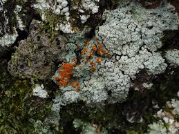 Attēlu rezultāti vaicājumam “Pertusaria pertusa”