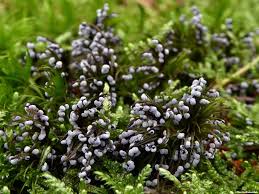 Attēlu rezultāti vaicājumam “Physarum leucophaeum”