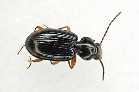 Attēlu rezultāti vaicājumam “Bembidion litorale”