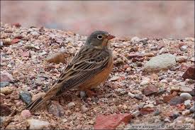Image result for Emberiza caesia