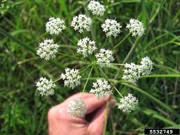 Image result for Pimpinella saxifraga