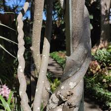 Attēlu rezultāti vaicājumam “Scapania mucronata macro”