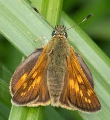 Attēlu rezultāti vaicājumam “Ochlodes sylvanus female”