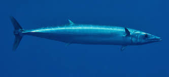 Image result for Acanthocybium solandri