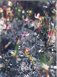 Attēlu rezultāti vaicājumam “Sphagnum austinii sporophyte”