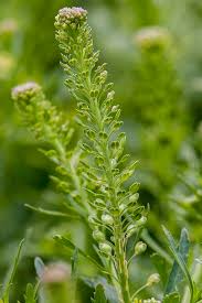 Attēlu rezultāti vaicājumam “Lepidium densiflorum flower”