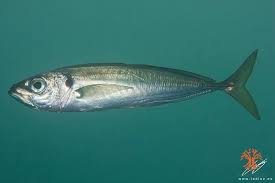 Image result for Trachurus trachurus