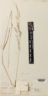 Attēlu rezultāti vaicājumam “Agrostis stolonifera subsp. straminea”