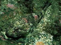 Image result for Myoxocephalus scorpius