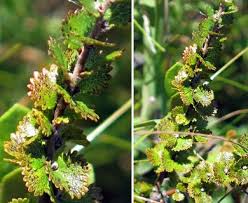 Attēlu rezultāti vaicājumam “Betula nana flower”