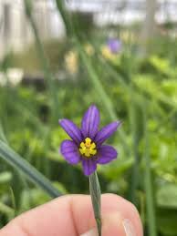 Attēlu rezultāti vaicājumam “Sisyrinchium montanum”