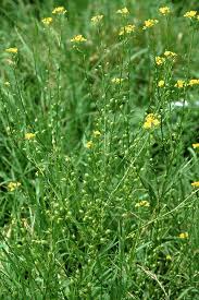 Attēlu rezultāti vaicājumam “Bunias orientalis bud”