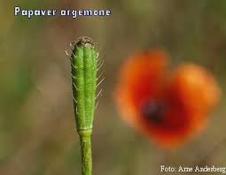 Attēlu rezultāti vaicājumam “Papaver argemone bud”