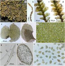 Attēlu rezultāti vaicājumam “Scapania irrigua”