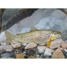 Image result for Salmo macrostigma