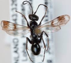 Attēlu rezultāti vaicājumam “Dipogon sp.”