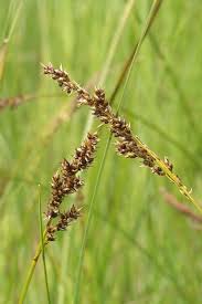 Attēlu rezultāti vaicājumam “Carex appropinquata leaf”