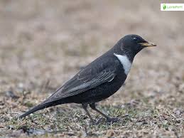 Image result for Turdus torquatus