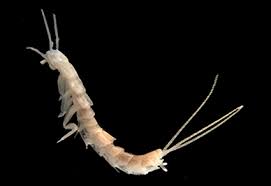 Attēlu rezultāti vaicājumam “Tettigoniodea”