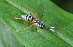 Attēlu rezultāti vaicājumam “Ichneumonidae”