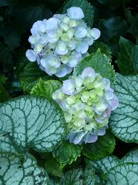 Image result for Brunnera `Jack Frost`