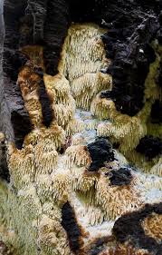 Attēlu rezultāti vaicājumam “Sarcodontia crocea”