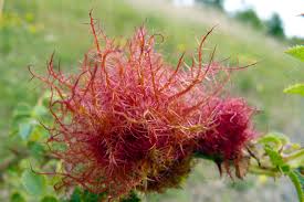 Attēlu rezultāti vaicājumam “Diplolepis rosae”