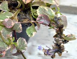 Attēlu rezultāti vaicājumam “Ajuga reptans bud”