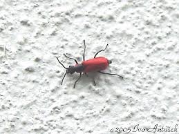 Attēlu rezultāti vaicājumam “Anthocomus rufus”