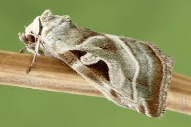 Attēlu rezultāti vaicājumam “Eucarta virgo”