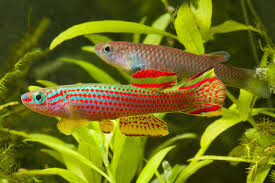 Image result for Aphyosemion