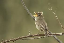 Image result for Hippolais pallida