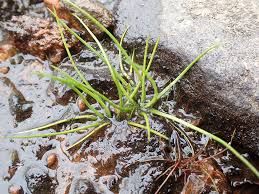 Attēlu rezultāti vaicājumam “Isoetes echinospora”