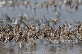 Attēlu rezultāti vaicājumam “Calidris ferruginea adult”