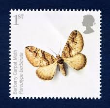 Attēlu rezultāti vaicājumam “Pareulype berberata”