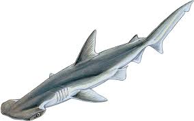 Image result for Sphyrna corona