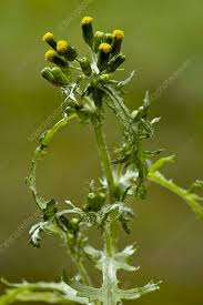 Attēlu rezultāti vaicājumam “Senecio vulgaris flower”