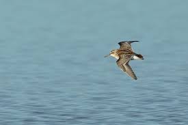 Attēlu rezultāti vaicājumam “Calidris falcinellus”