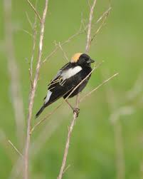 Image result for Dolichonyx oryzivorus