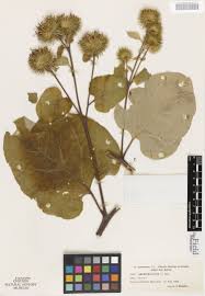 Attēlu rezultāti vaicājumam “Arthonia leucopellaea”