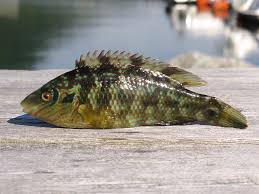 Image result for Symphodus melops