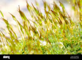 Attēlu rezultāti vaicājumam “Tortula subulata sporophyte”