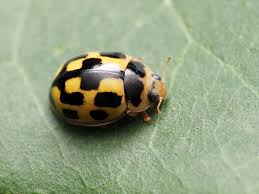 Attēlu rezultāti vaicājumam “Propylea quatuordecimpunctata”