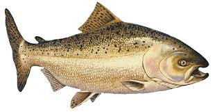 Image result for Oncorhynchus tshawytscha
